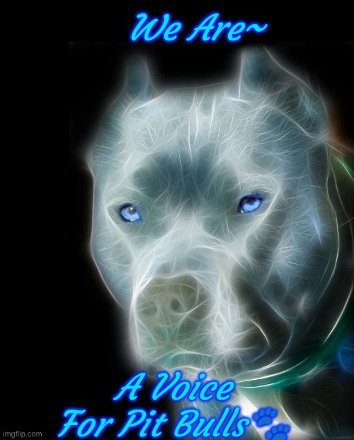 a voice for pit bulls | We Are~; A Voice For Pit Bulls🐾 | image tagged in podcast | made w/ Imgflip meme maker