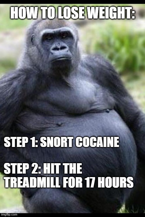 Fat gorilla  | HOW TO LOSE WEIGHT:; STEP 1: SNORT COCAINE; STEP 2: HIT THE TREADMILL FOR 17 HOURS | image tagged in fat gorilla | made w/ Imgflip meme maker