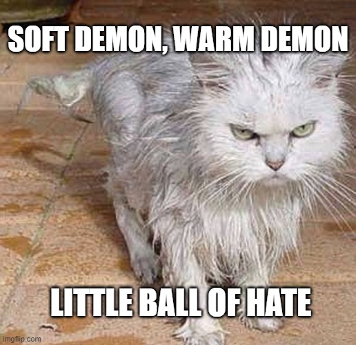 You're gonna die... |  SOFT DEMON, WARM DEMON; LITTLE BALL OF HATE | image tagged in wet kitten | made w/ Imgflip meme maker