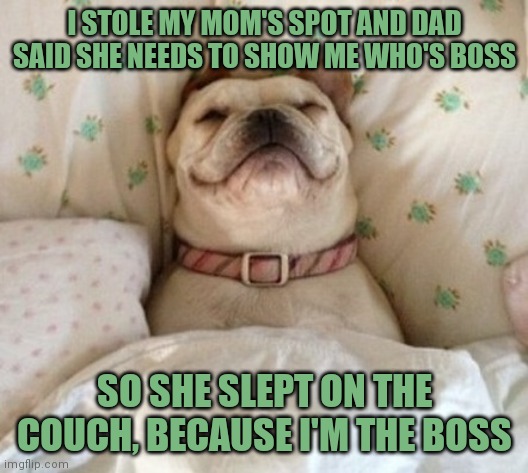 Dog in bed | I STOLE MY MOM'S SPOT AND DAD SAID SHE NEEDS TO SHOW ME WHO'S BOSS; SO SHE SLEPT ON THE COUCH, BECAUSE I'M THE BOSS | image tagged in dog in bed | made w/ Imgflip meme maker