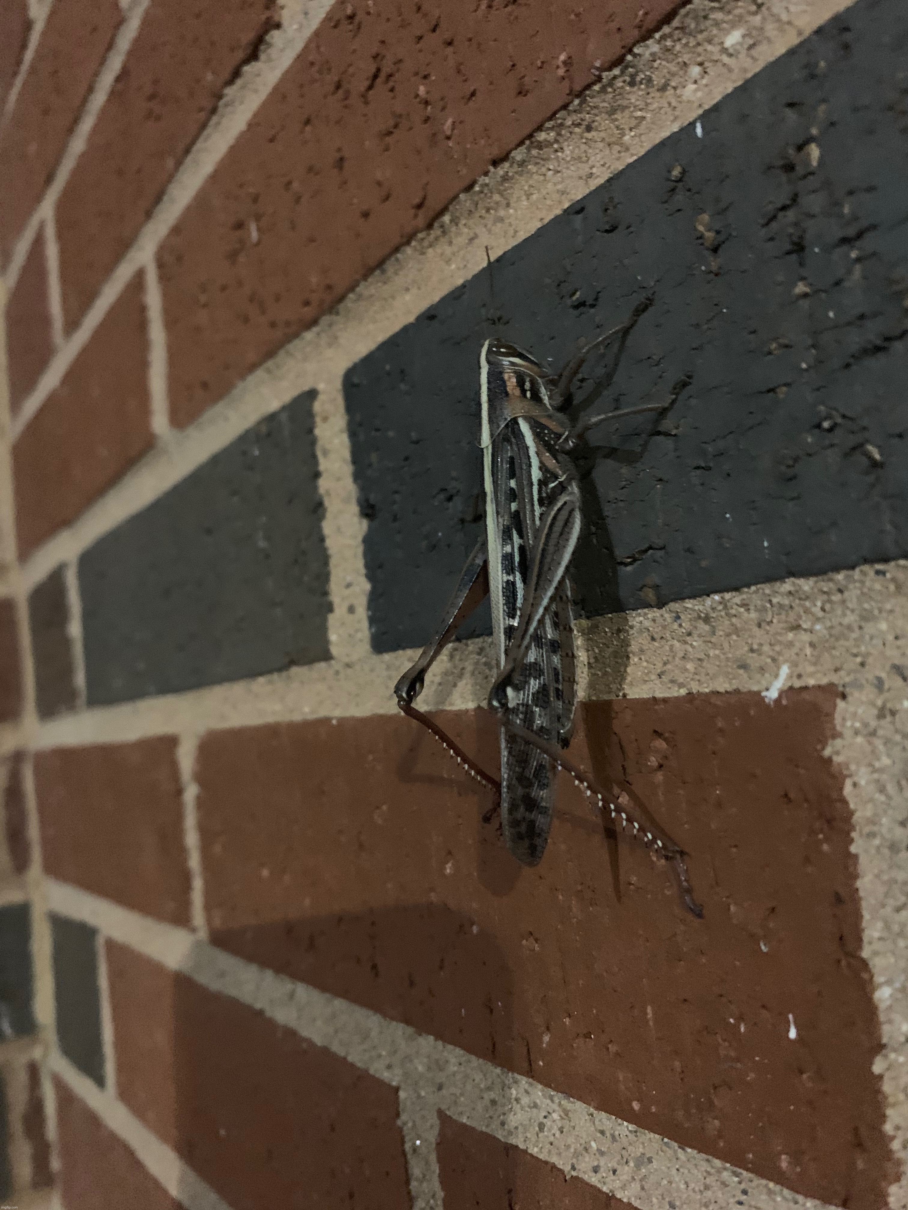 American Bird Grasshopper | made w/ Imgflip meme maker