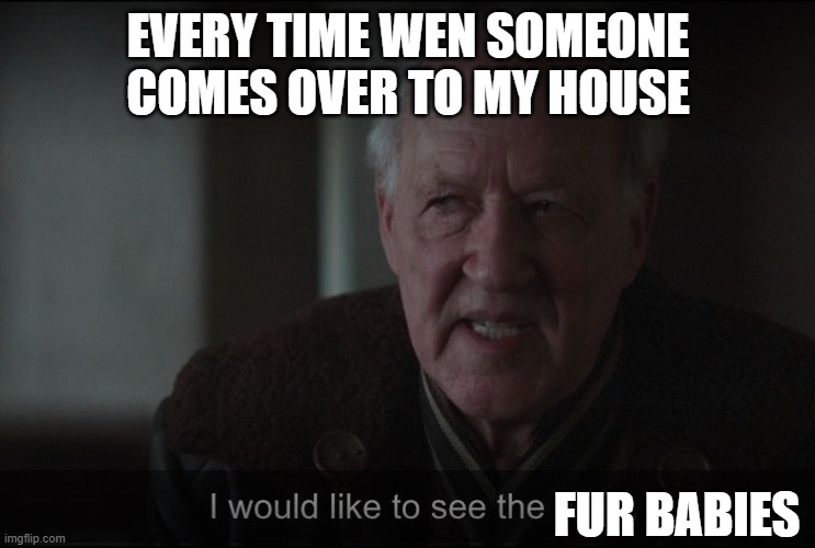 hehehehe | EVERY TIME WEN SOMEONE COMES OVER TO MY HOUSE; FUR BABIES | image tagged in better werner herzog mandalorian | made w/ Imgflip meme maker