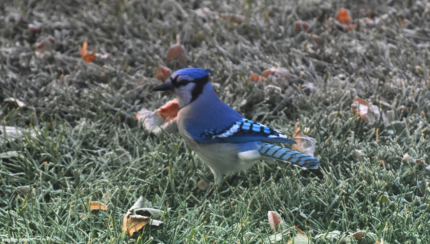 blue jay | made w/ Imgflip meme maker