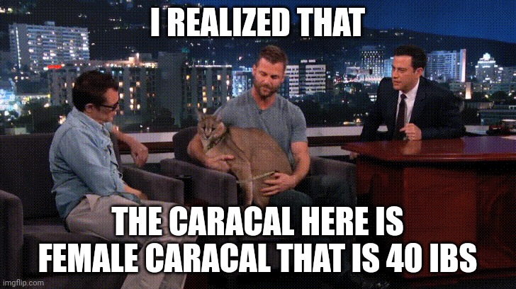 Jimmy Kimmel Live! Caracal | I REALIZED THAT; THE CARACAL HERE IS FEMALE CARACAL THAT IS 40 IBS | image tagged in jimmy kimmel live caracal | made w/ Imgflip meme maker