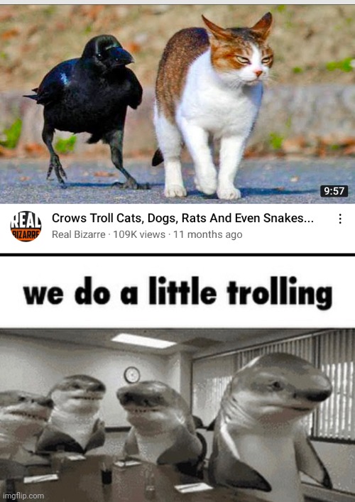 The crow: | image tagged in we do a little trolling,memes,shitpost | made w/ Imgflip meme maker
