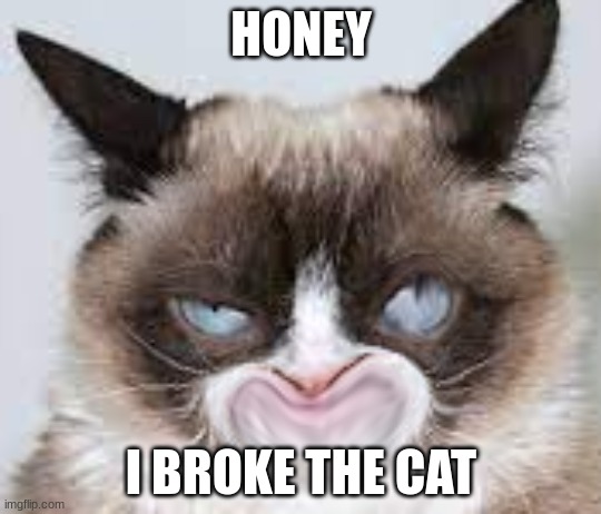 Broken Grumpy Cat | HONEY; I BROKE THE CAT | image tagged in grumpy cat,cat,broken,sus | made w/ Imgflip meme maker