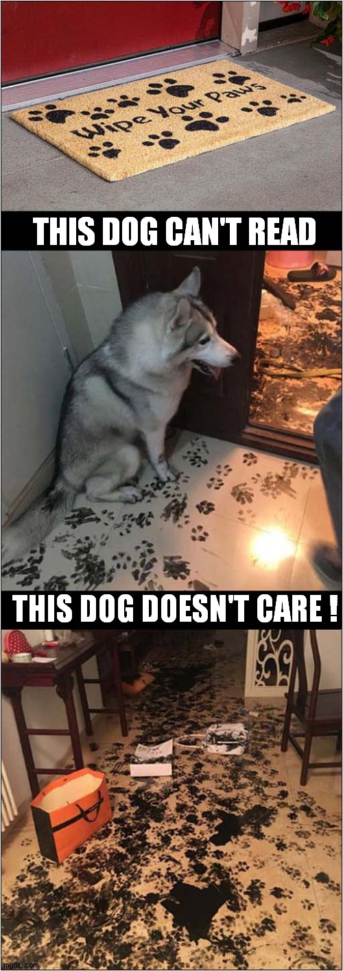 Carpet Ruined By Dog ! | THIS DOG CAN'T READ; THIS DOG DOESN'T CARE ! | image tagged in dogs,illiterate,doesn't care,ruined by dogs | made w/ Imgflip meme maker