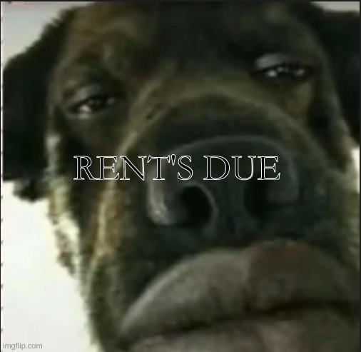 yo | RENT'S DUE | image tagged in dog,cursed,you have been eternally cursed for reading the tags | made w/ Imgflip meme maker