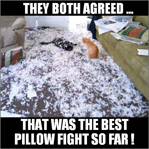 Cats Having Fun ! | THEY BOTH AGREED ... THAT WAS THE BEST PILLOW FIGHT SO FAR ! | image tagged in cats,pillow,fight | made w/ Imgflip meme maker