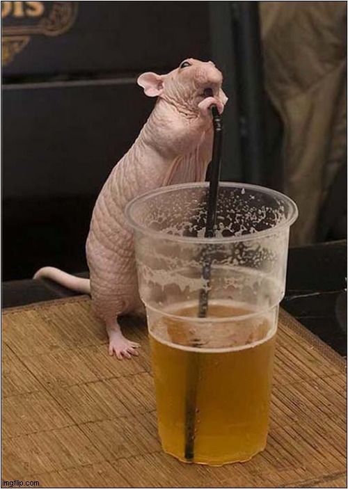 Warning: Too Much Drinking Causes Hair Loss ! | image tagged in warning,drinking,hair loss,rat | made w/ Imgflip meme maker