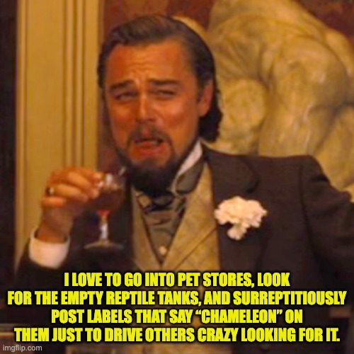 Pet store fun | I LOVE TO GO INTO PET STORES, LOOK FOR THE EMPTY REPTILE TANKS, AND SURREPTITIOUSLY POST LABELS THAT SAY “CHAMELEON” ON THEM JUST TO DRIVE OTHERS CRAZY LOOKING FOR IT. | image tagged in memes,laughing leo | made w/ Imgflip meme maker