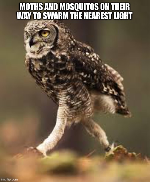 Owl | MOTHS AND MOSQUITOS ON THEIR WAY TO SWARM THE NEAREST LIGHT | image tagged in bugs | made w/ Imgflip meme maker