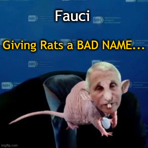 Fauci Giving Rats a BAD NAME... | made w/ Imgflip meme maker