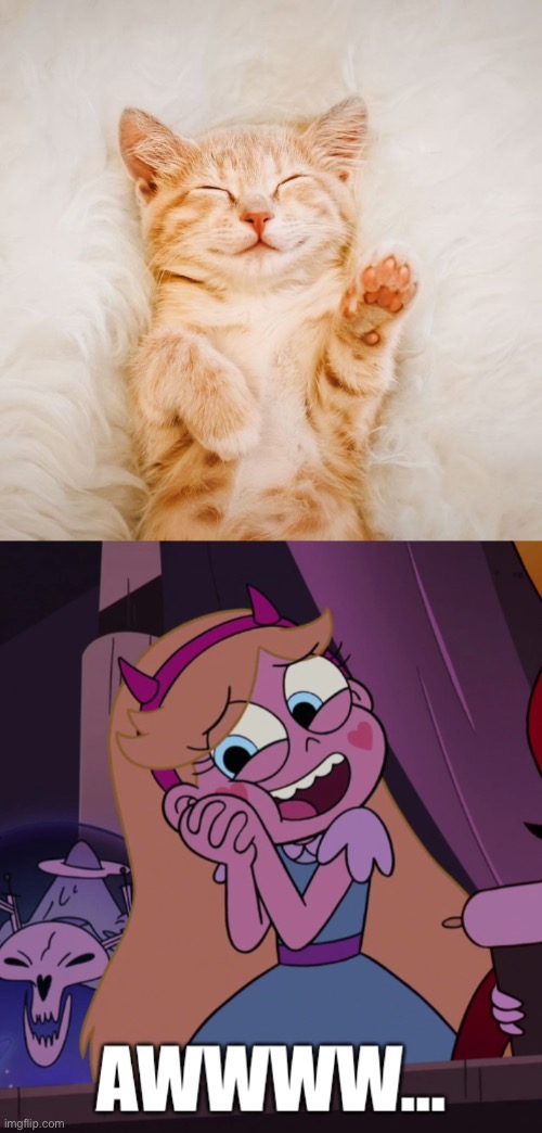 image tagged in star butterfly awwwww,memes,cats,cute cat,cute,aww | made w/ Imgflip meme maker