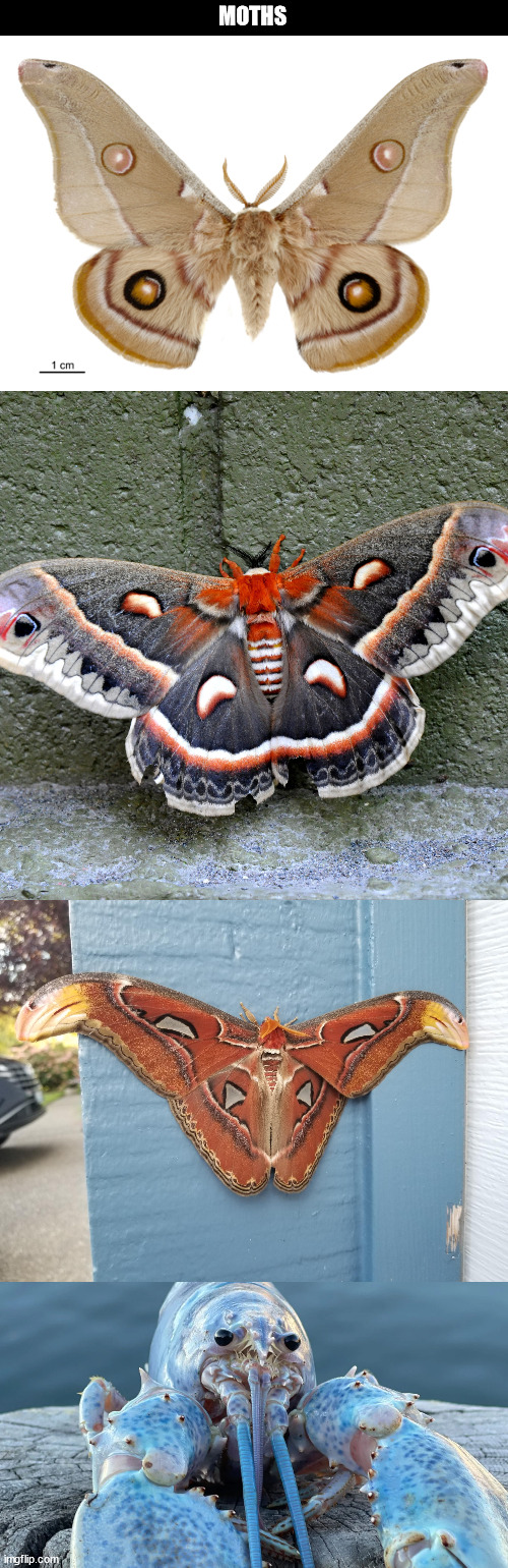 moths | MOTHS | image tagged in moths | made w/ Imgflip meme maker