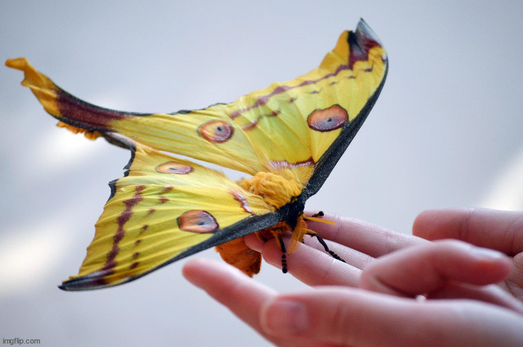 my favorite moth species, the comet moth | image tagged in moths | made w/ Imgflip meme maker