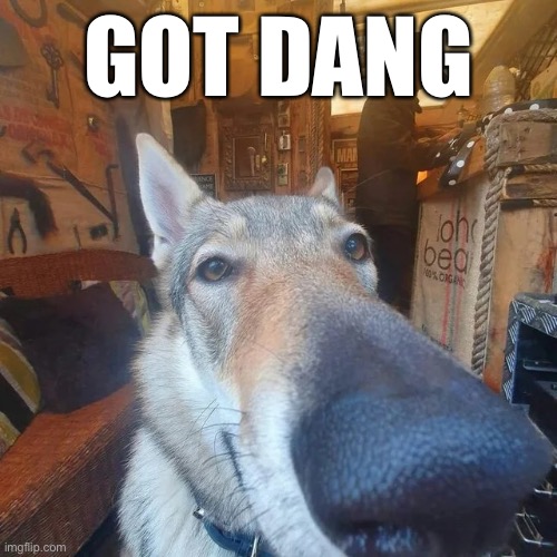 Got Damn Dog | GOT DANG | image tagged in got damn dog | made w/ Imgflip meme maker