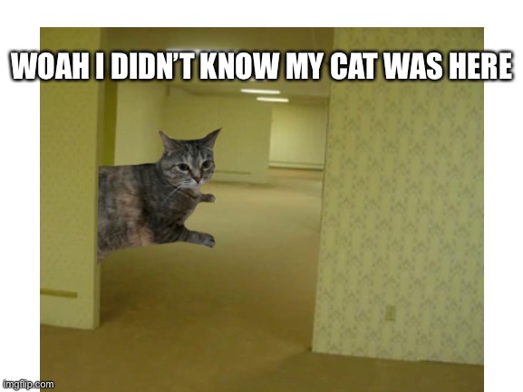 Why the cat here? |  WOAH I DIDN’T KNOW MY CAT WAS HERE | image tagged in backrooms | made w/ Imgflip meme maker