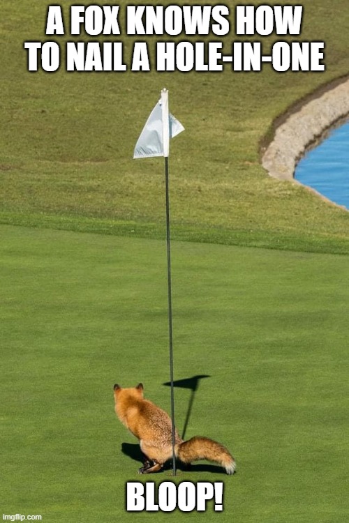 Fox Trots |  A FOX KNOWS HOW TO NAIL A HOLE-IN-ONE; BLOOP! | image tagged in bloop,poop,nails,hole,one | made w/ Imgflip meme maker