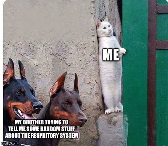 Hidden cat | ME; MY BROTHER TRYING TO TELL ME SOME RANDOM STUFF ABOUT THE RESPRITORY SYSTEM | image tagged in hidden cat | made w/ Imgflip meme maker