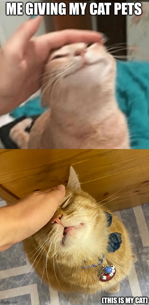 ME GIVING MY CAT PETS; (THIS IS MY CAT) | image tagged in pet the cat | made w/ Imgflip meme maker