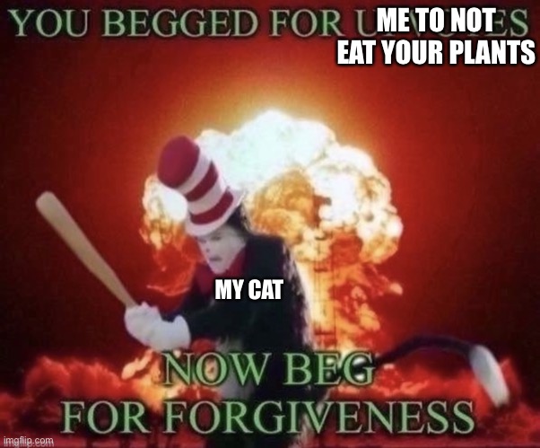 Beg for forgiveness | ME TO NOT EAT YOUR PLANTS; MY CAT | image tagged in beg for forgiveness | made w/ Imgflip meme maker