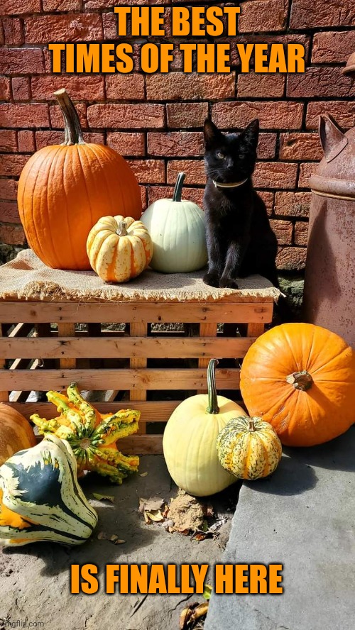 PUMPKINS AND BLACK CATS | THE BEST TIMES OF THE YEAR; IS FINALLY HERE | image tagged in cats,pumpkins,autumn | made w/ Imgflip meme maker