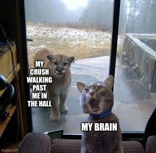House Cat with Mountain Lion at the door | MY CRUSH WALKING PAST ME IN THE HALL; MY BRAIN | image tagged in house cat with mountain lion at the door | made w/ Imgflip meme maker