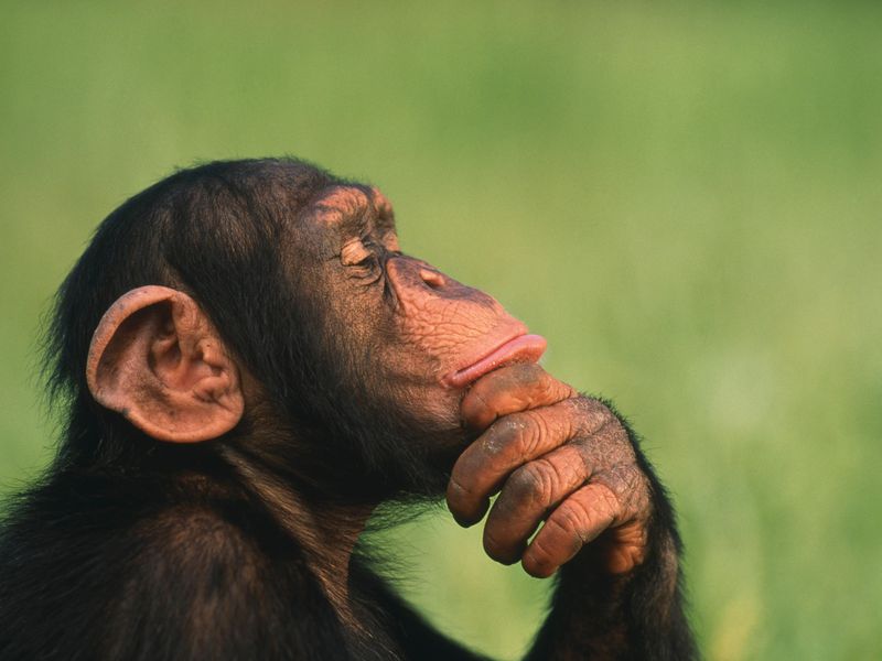 High Quality Thoughtful Chimp Blank Meme Template