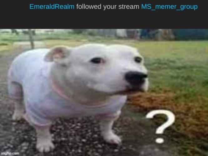 hwat | image tagged in dog question mark | made w/ Imgflip meme maker