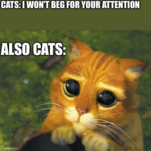Pwease | CATS: I WON’T BEG FOR YOUR ATTENTION; ALSO CATS: | image tagged in puss in boots,humor | made w/ Imgflip meme maker