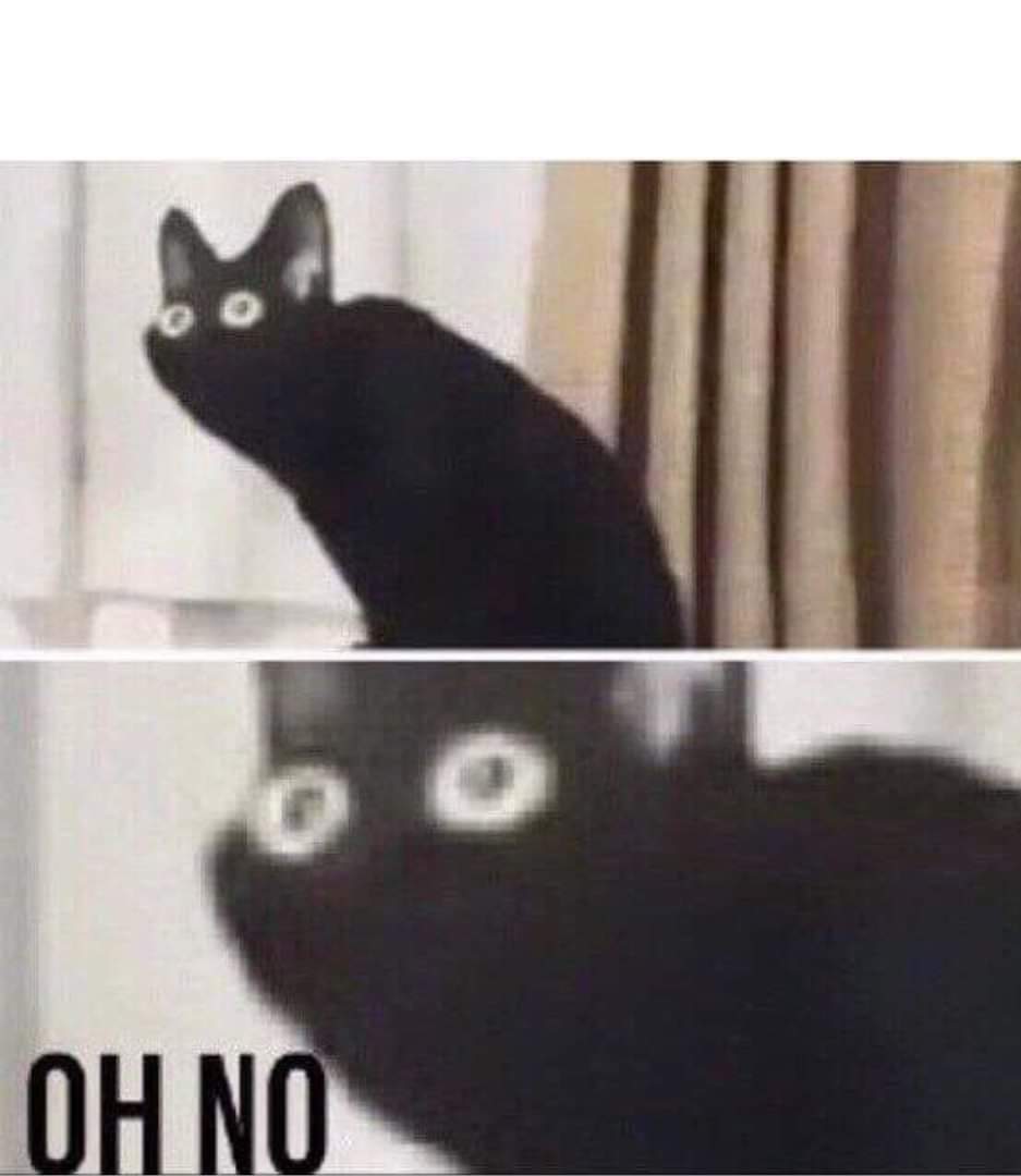 High Quality Cat says oh no Blank Meme Template