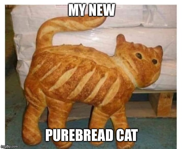 Geddit | MY NEW; PUREBREAD CAT | image tagged in cat,purebred,pure bread | made w/ Imgflip meme maker