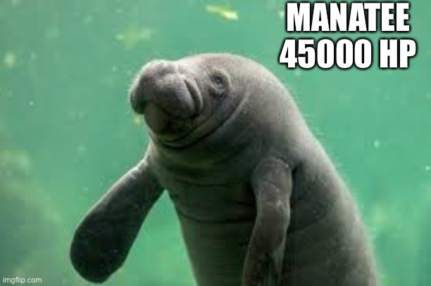 Can dr.evil-ish be mod? | MANATEE
45000 HP | image tagged in manatee | made w/ Imgflip meme maker