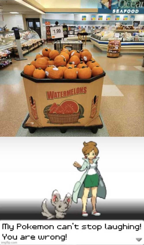 yeah those are pumpkins | image tagged in my pokemon can't stop laughing you are wrong,you had one job,funny,memes,watermelons,pumpkin | made w/ Imgflip meme maker