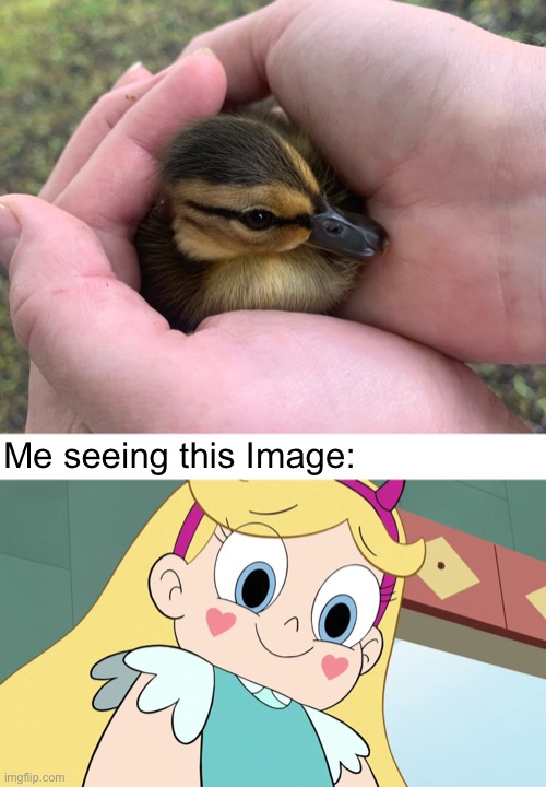 cute duck | Me seeing this Image: | image tagged in memes,ducks,duck,star butterfly,baby duck,cute | made w/ Imgflip meme maker