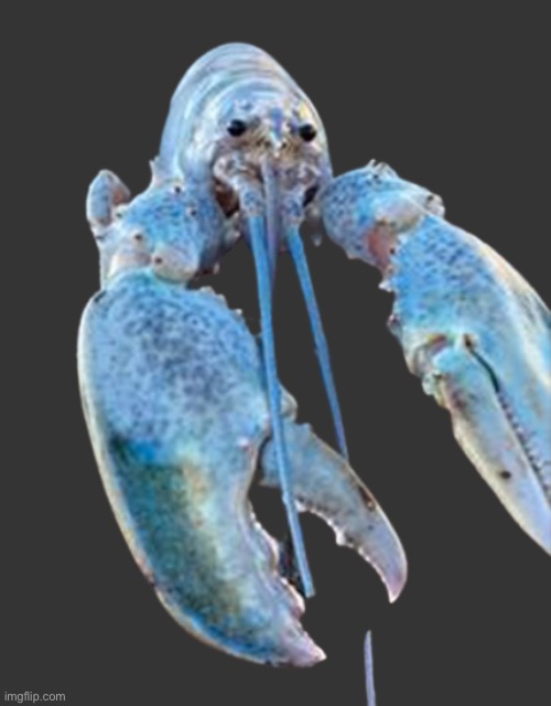 Hattie the Cotton Candy Blue Lobster staring at you | image tagged in hattie the cotton candy blue lobster staring at you | made w/ Imgflip meme maker