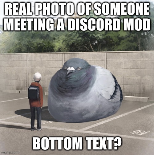 *True | REAL PHOTO OF SOMEONE MEETING A DISCORD MOD; BOTTOM TEXT? | image tagged in beeg birb,discord moderator,why are you reading this | made w/ Imgflip meme maker