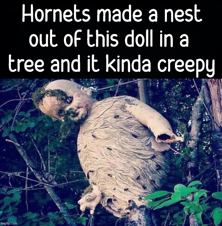 Hornets made a nest out of this doll in a 
tree and it kinda creepy | image tagged in cursed image | made w/ Imgflip meme maker