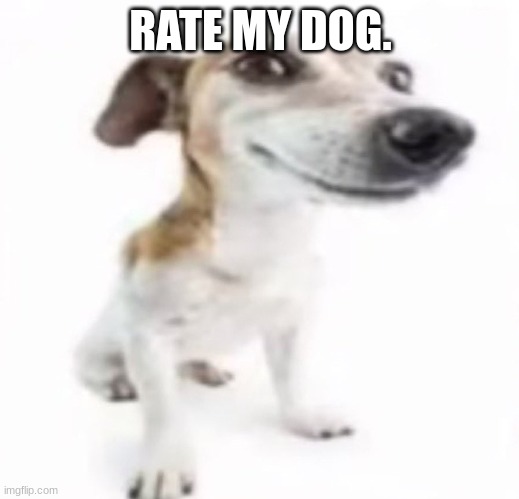 Jack Russell terrier stock photo | RATE MY DOG. | image tagged in jack russell terrier stock photo | made w/ Imgflip meme maker