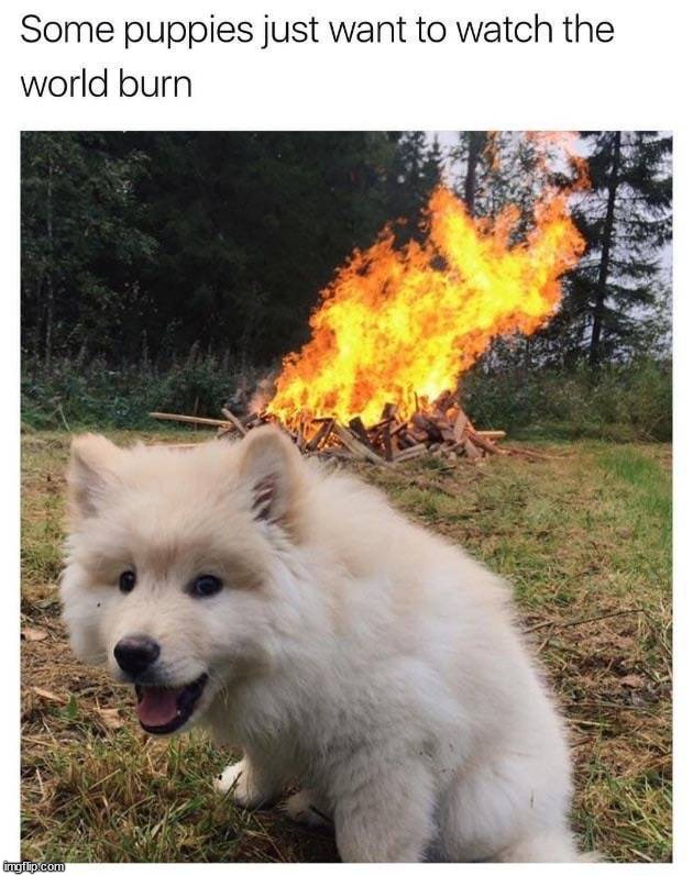 image tagged in dogs | made w/ Imgflip meme maker