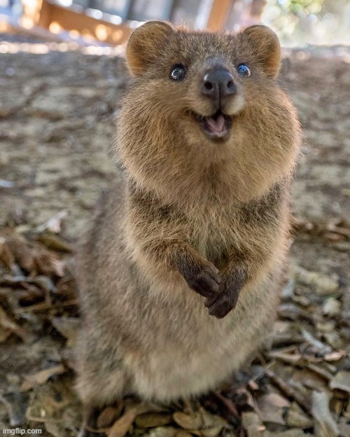 Inappropriate Quokka | image tagged in inappropriate,quokka,funny,passive,aggressive | made w/ Imgflip meme maker