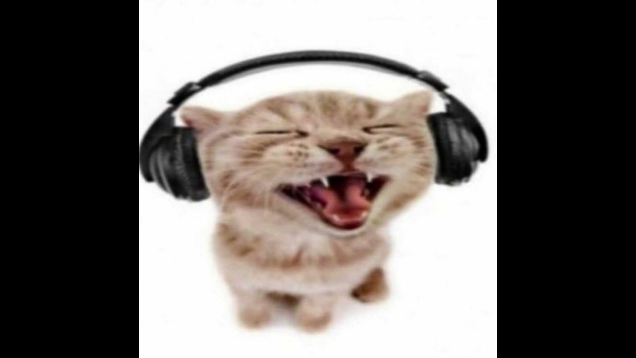 High Quality cat wearing headphones Blank Meme Template