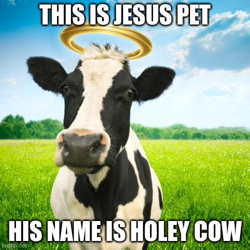 The Pet of jesus |  THIS IS JESUS PET; HIS NAME IS HOLEY COW | image tagged in holy cow,funny,jesus,cow,holy | made w/ Imgflip meme maker