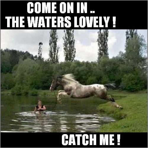 Be Careful What You Wish For ! | COME ON IN .. THE WATERS LOVELY ! CATCH ME ! | image tagged in fun,horses,swimming,catch me if you can | made w/ Imgflip meme maker