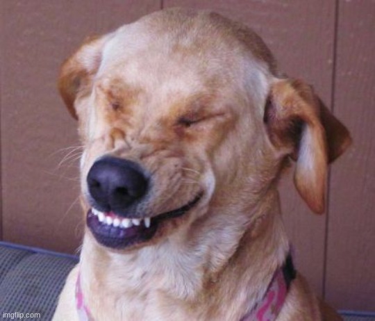 dog laugh | image tagged in dog laugh | made w/ Imgflip meme maker