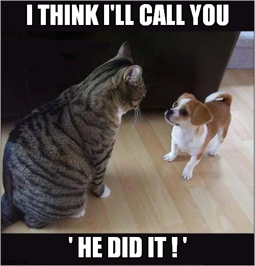 This Cat Is Going To Blame Puppy For Everything ! | I THINK I'LL CALL YOU; ' HE DID IT ! ' | image tagged in cats,puppy,blame | made w/ Imgflip meme maker
