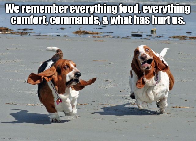 Basset hounds on the beach | We remember everything food, everything comfort, commands, & what has hurt us. | image tagged in basset hounds on the beach | made w/ Imgflip meme maker