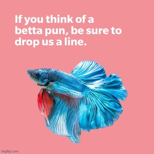 There's something fishy about this pun | image tagged in vince vance,fish,memes,aquarium,siamese fighting fish,bad pun | made w/ Imgflip meme maker