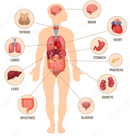 Human organs Blank Meme Template